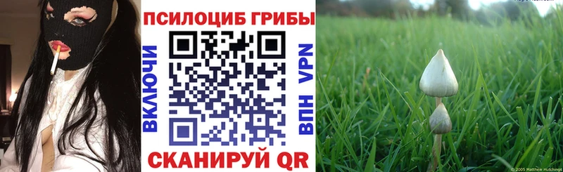 маркетплейс какой сайт  Кашин  Псилоцибиновые грибы GOLDEN TEACHER  blacksprut рабочий сайт 